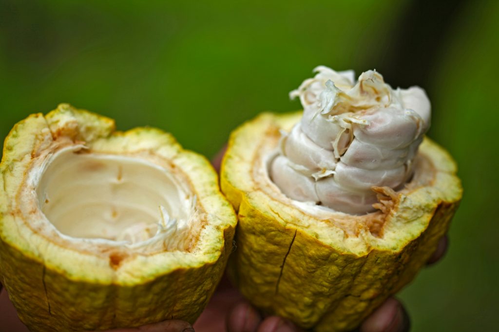 cocoa-bean-closeup