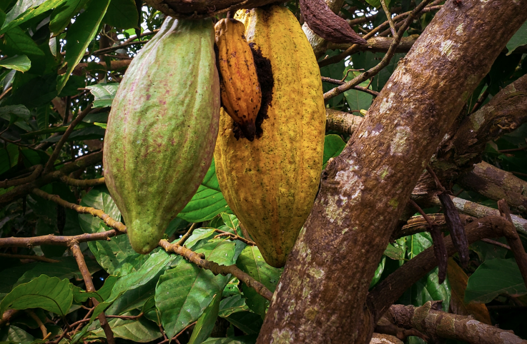 cocoa on tree