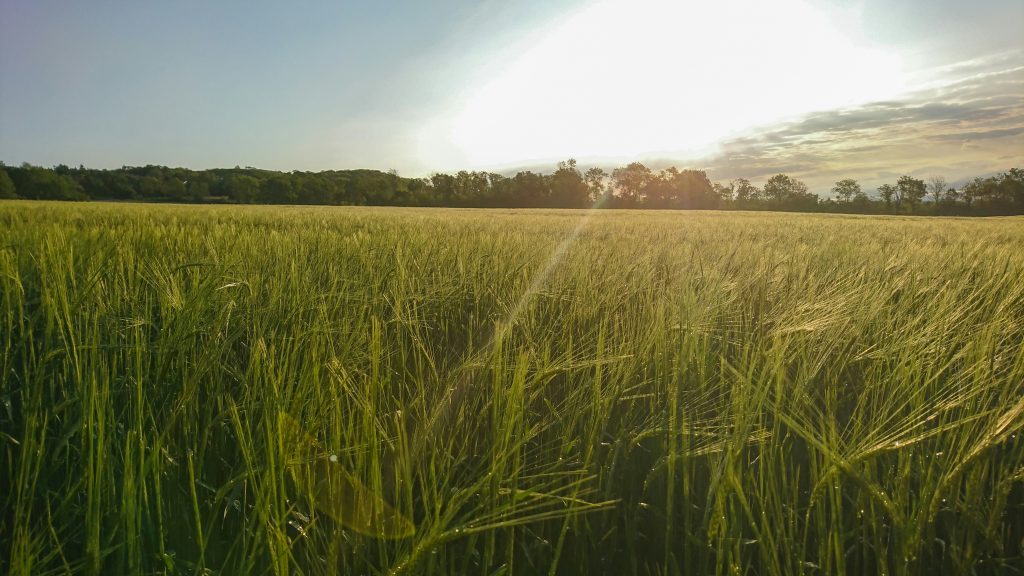 sugar field